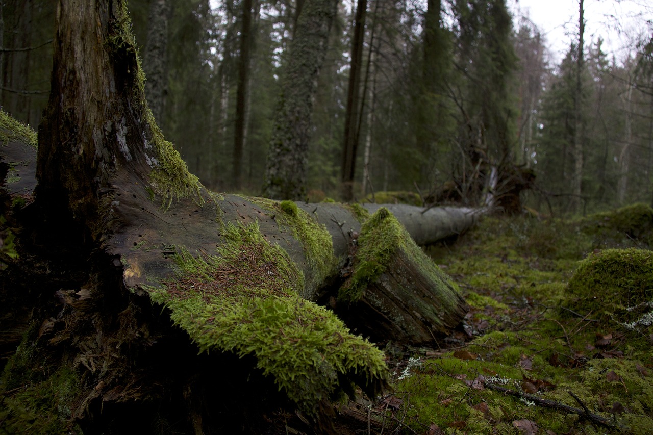 Image - evening forest moss nature tree