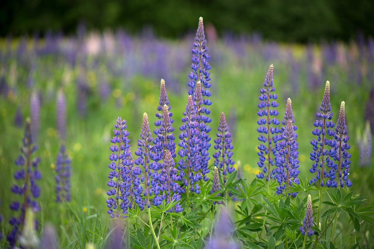 Image - flowers landscape lupines nature