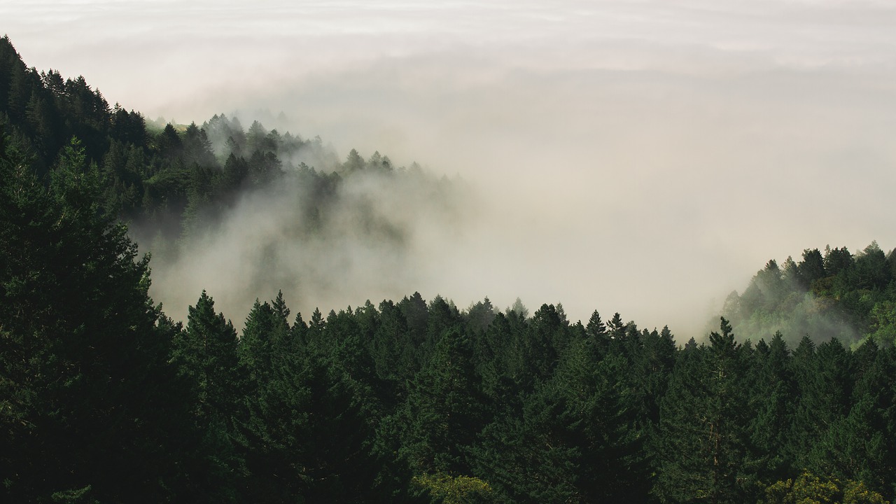 Image - fog forest nature pine trees trees