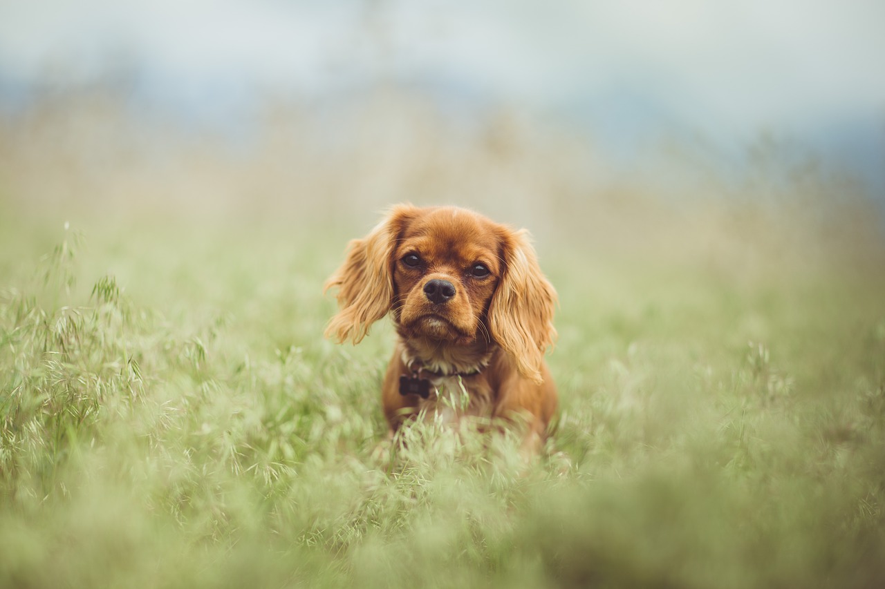 Image - animal animal photography