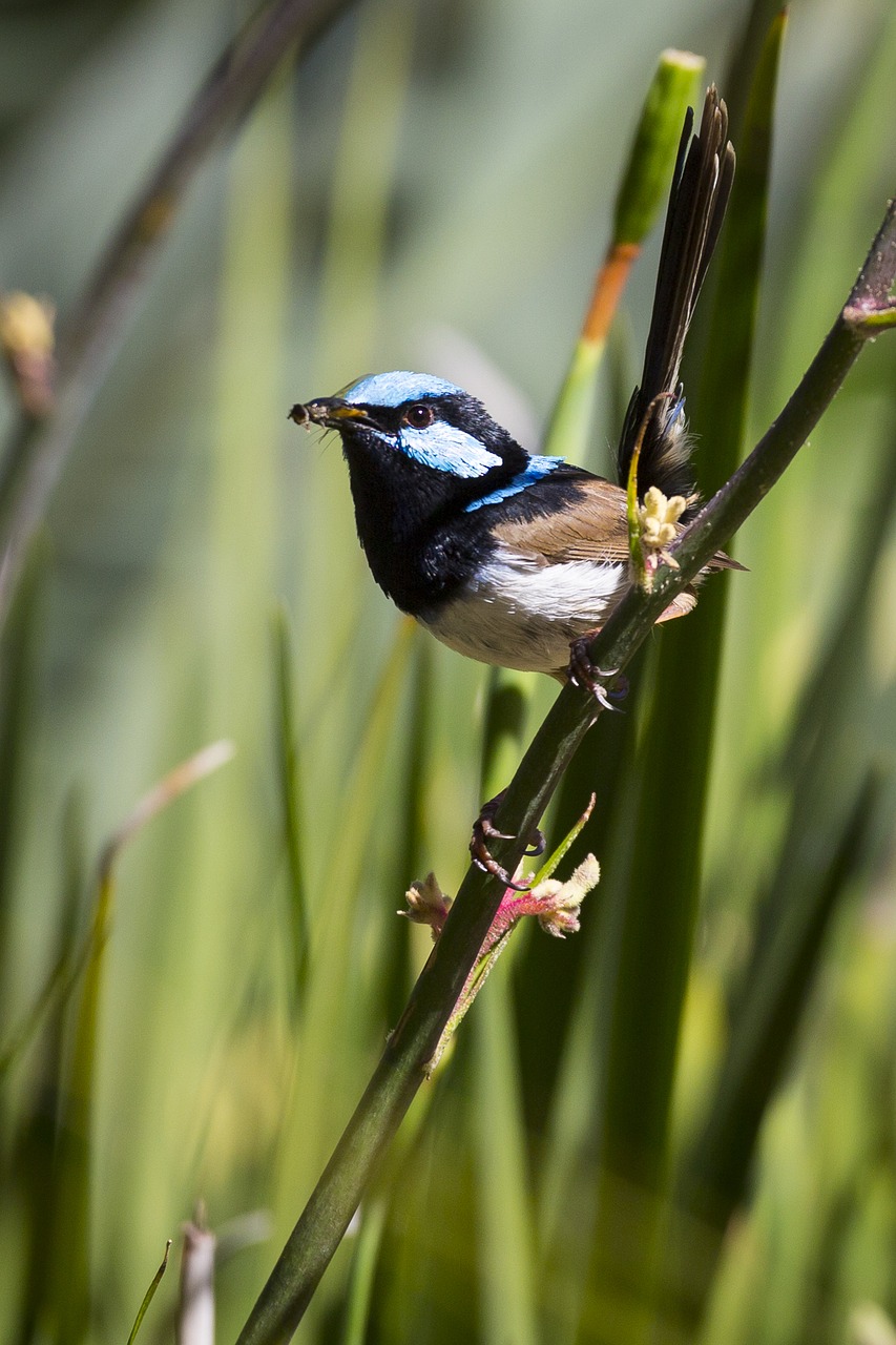 Image - australia bird nature wren