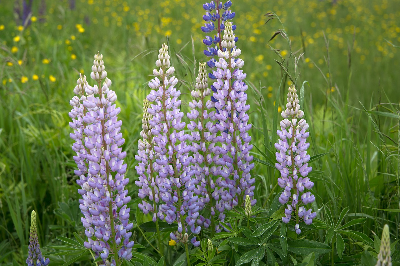 Image - flowers grass lupines nature