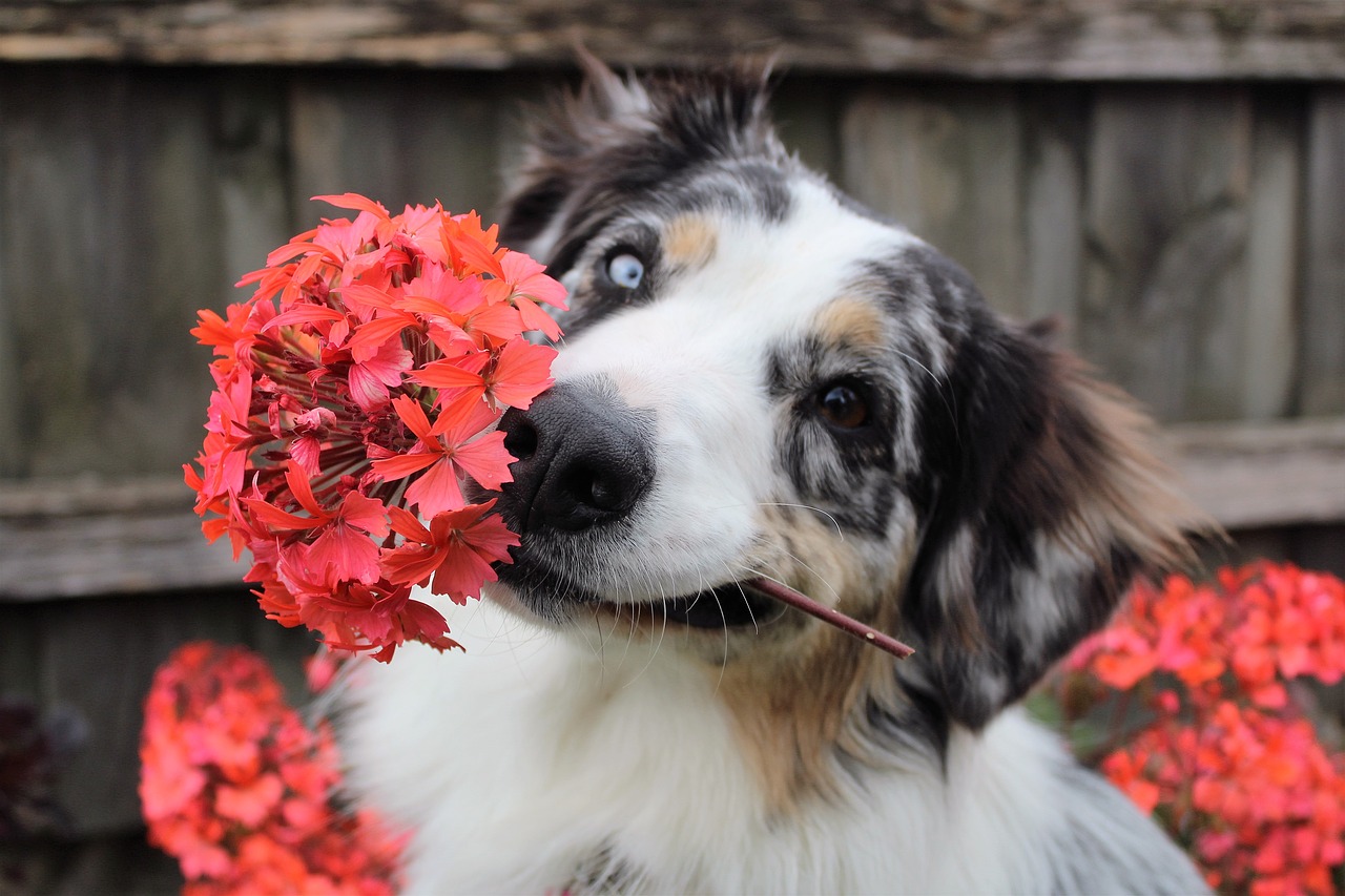 Image - flowers dog shepherd puppy spring