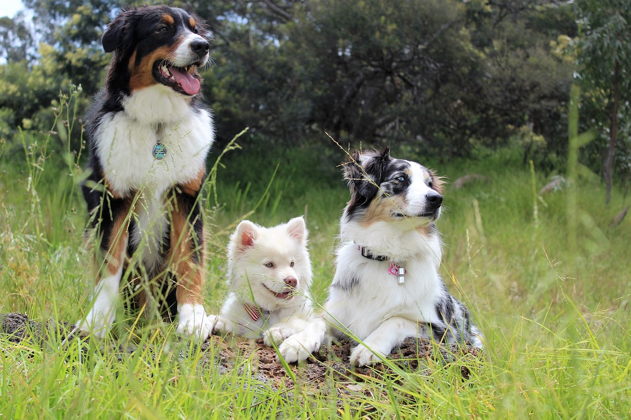 Image - dogs puppies watching outside park