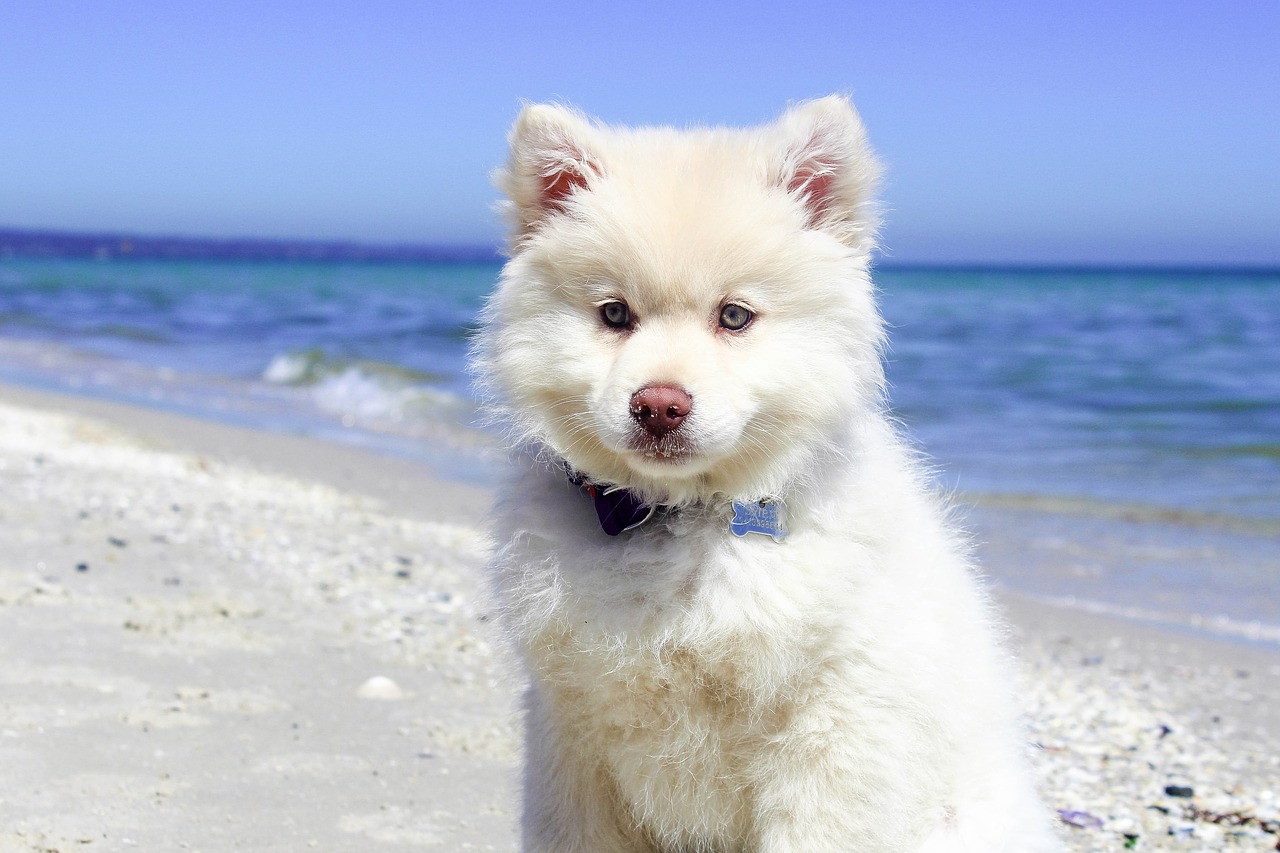 Image - beach dog puppy water pet animal