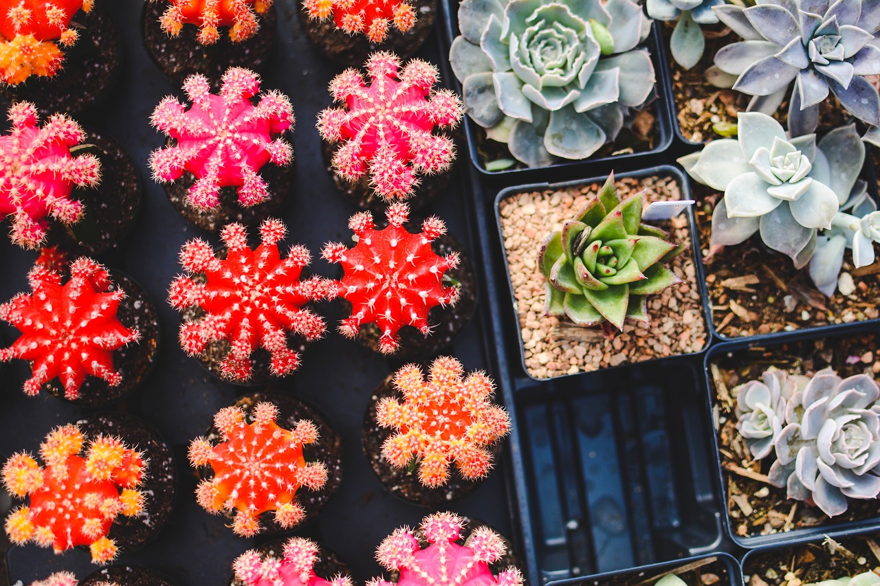 Image - cacti plants pot plants