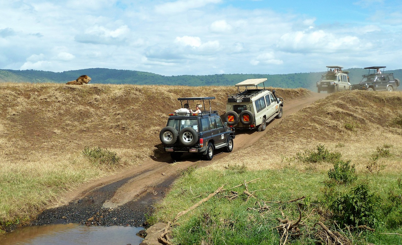 Image - safari wildlife watching jeep lion