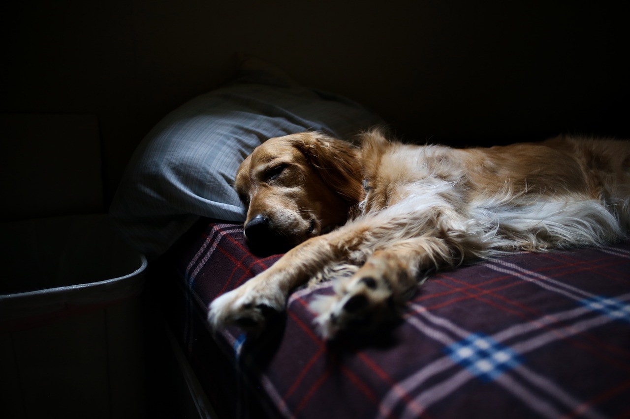 Image - adorable animal bed canine cute