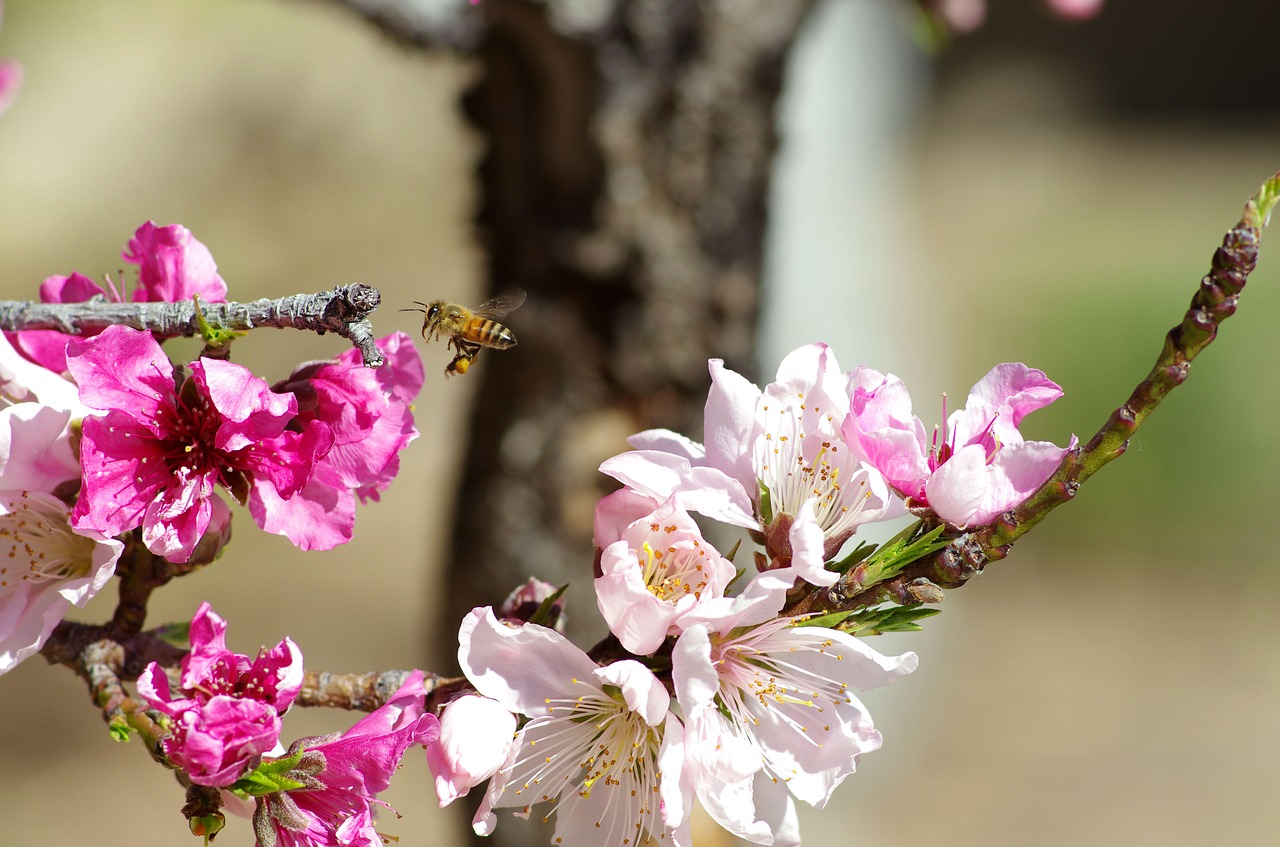 Image - bee bloom blossom branch flora