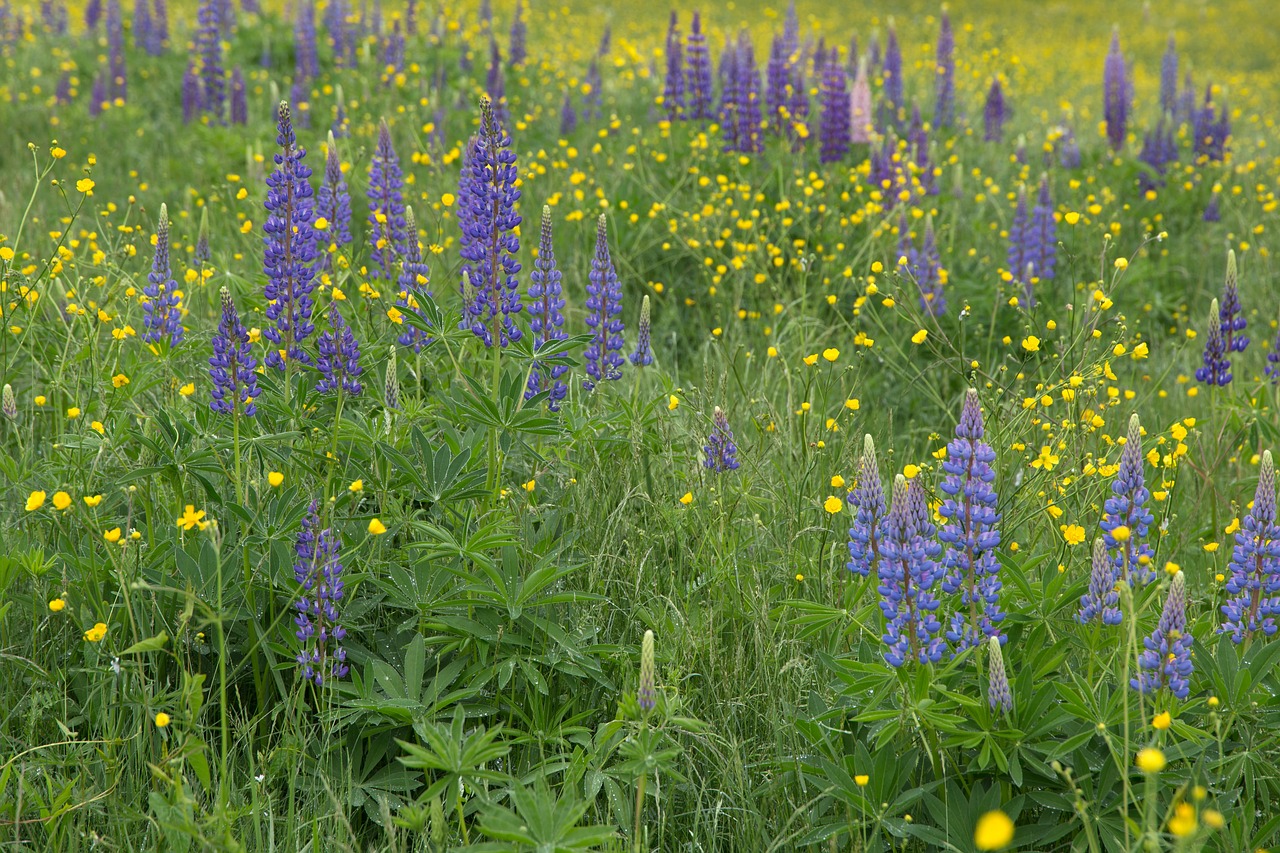 Image - flowers grass lupines nature
