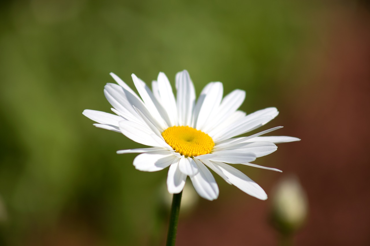 Image - bloom blossom daisy flora flower