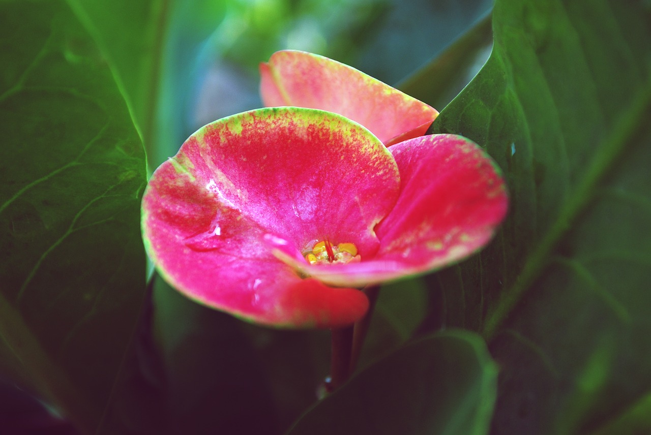 Image - beautiful close up view nature pink