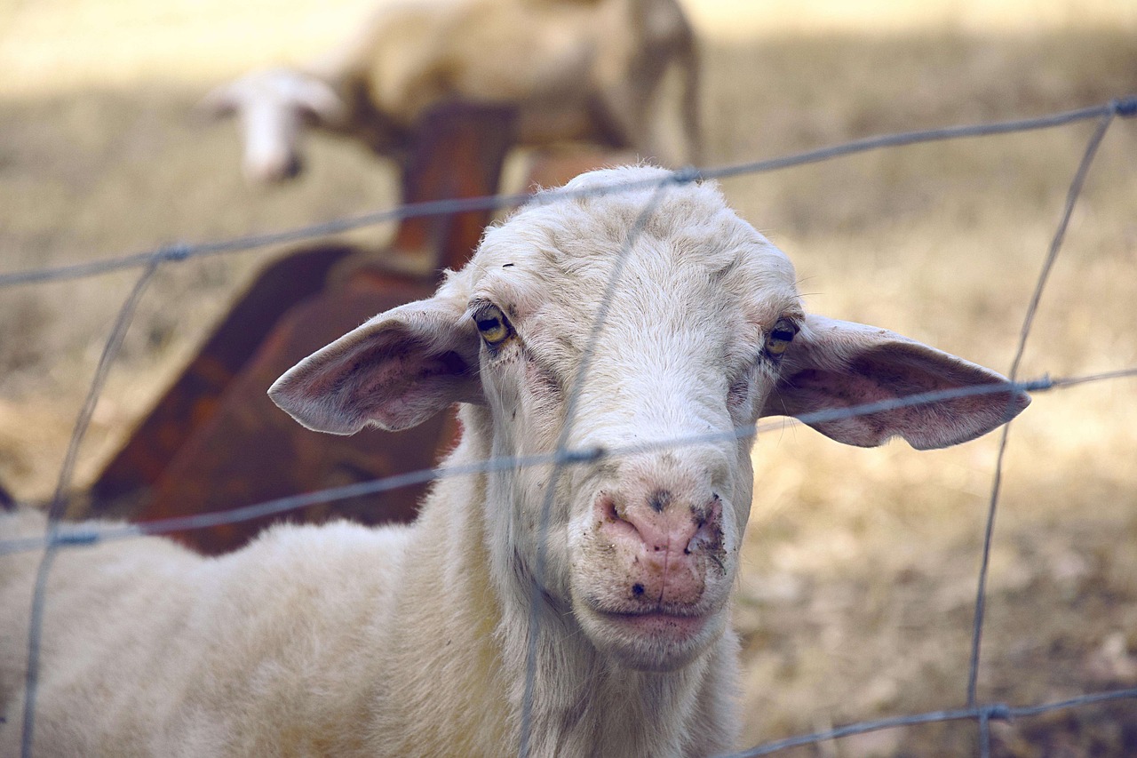 Image - animal countryside farm goat grass