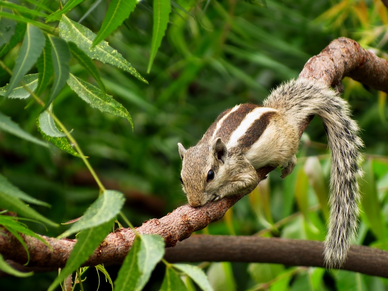 Image - animal branches leaves mammal