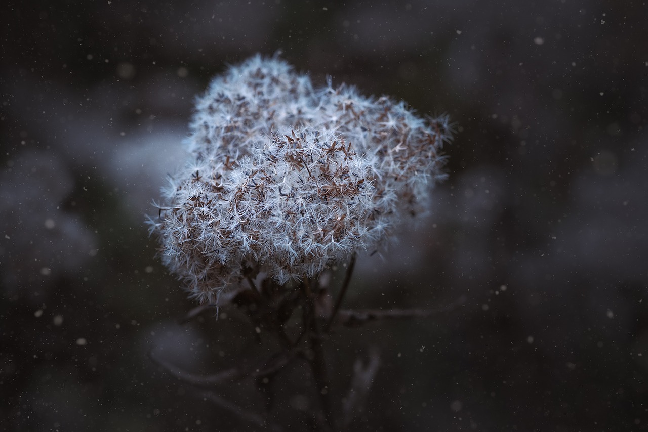 Image - winter seeds flying seeds