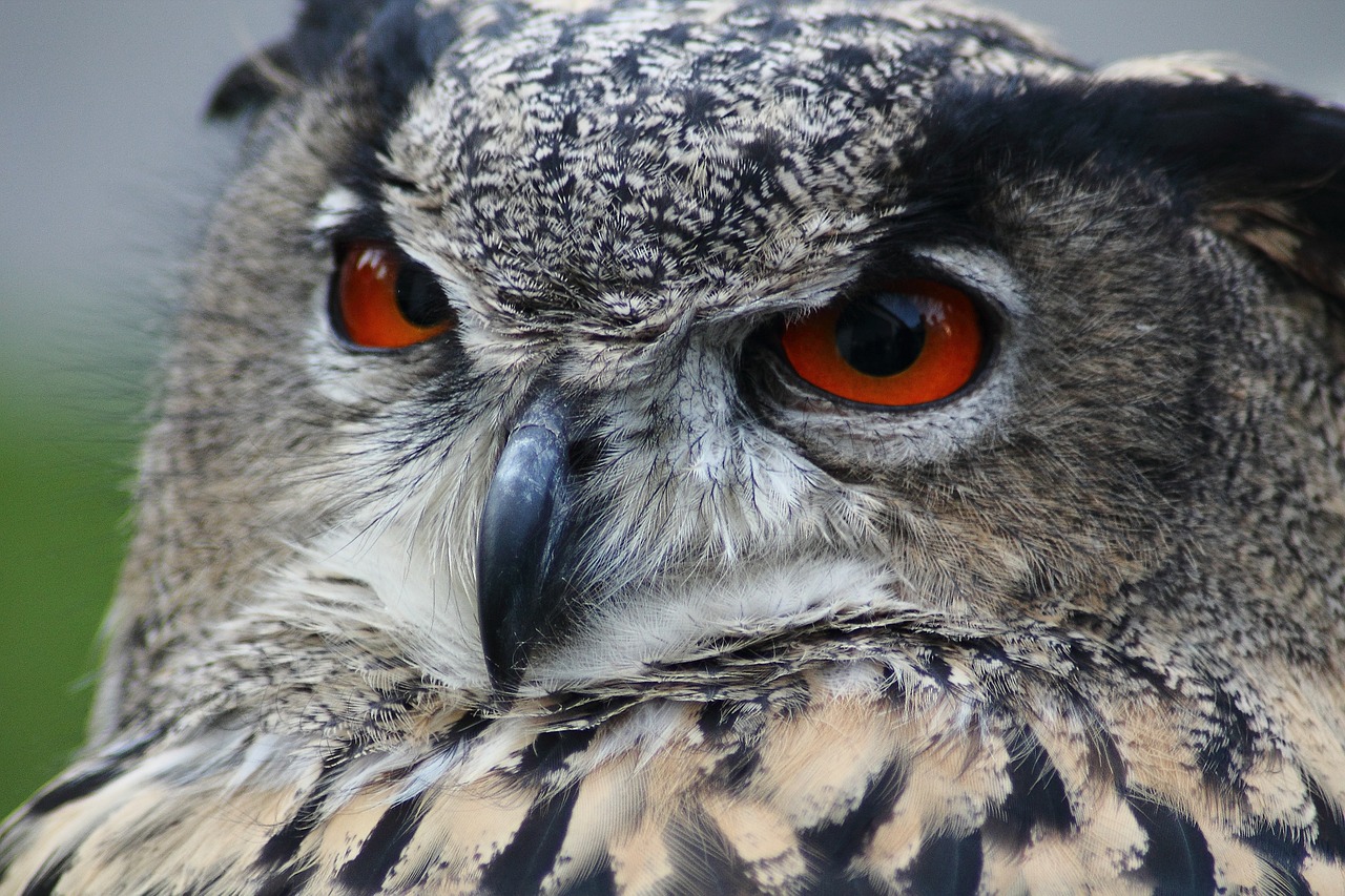 Image - eagle owl bubo bubo owl bird