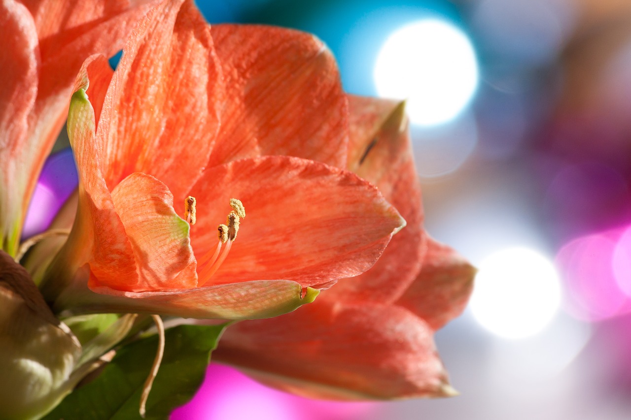 Image - amaryllis salmon pink blossom bloom