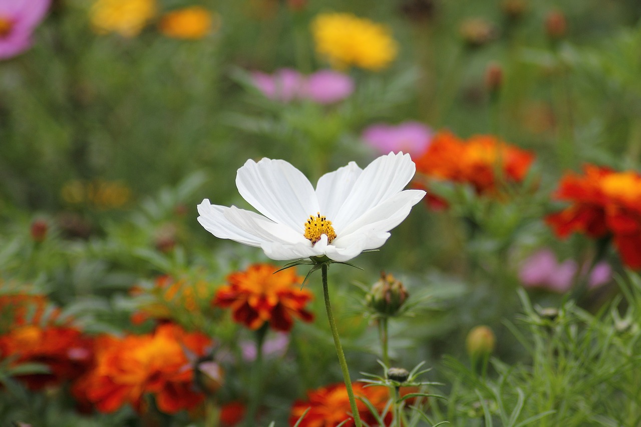 Image - white blossom sea of flowers