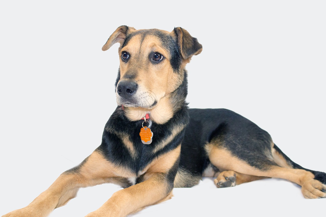 Image - german shepherd mix rescue dog