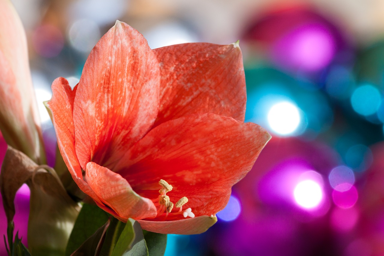 Image - amaryllis salmon pink blossom bloom