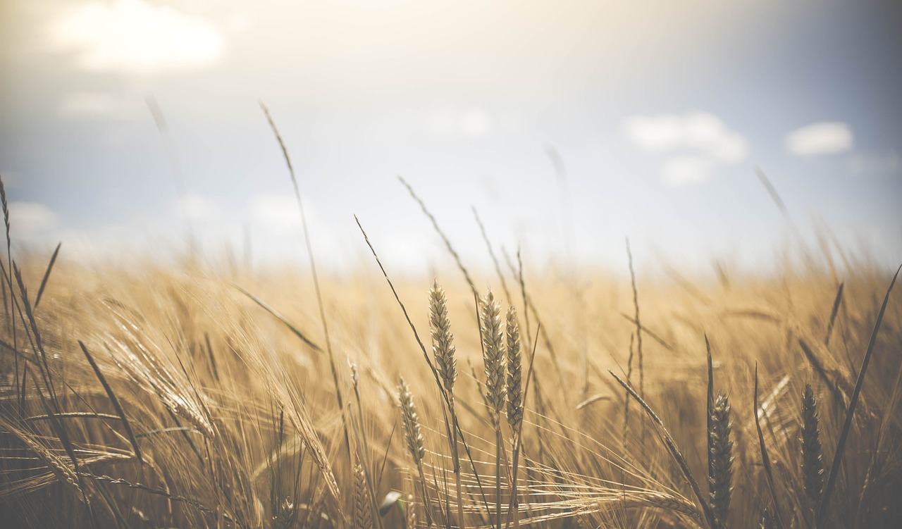 Image - agriculture bread cereal