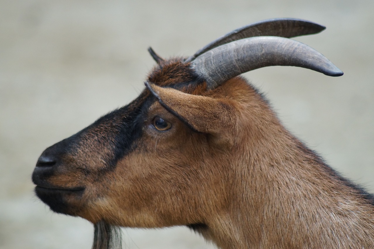 Image - goat horns goats billy goat farm