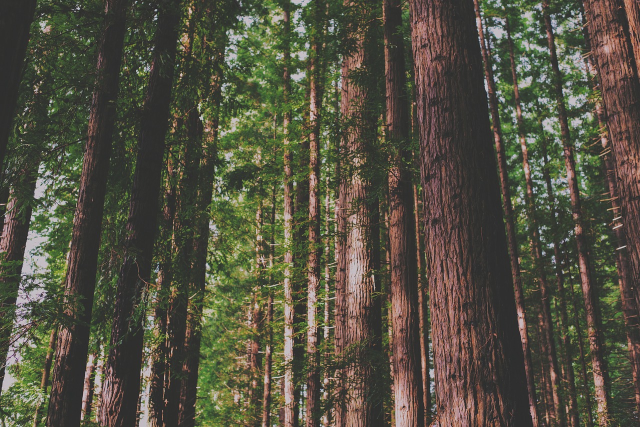 Image - bark forest leaves nature outdoors