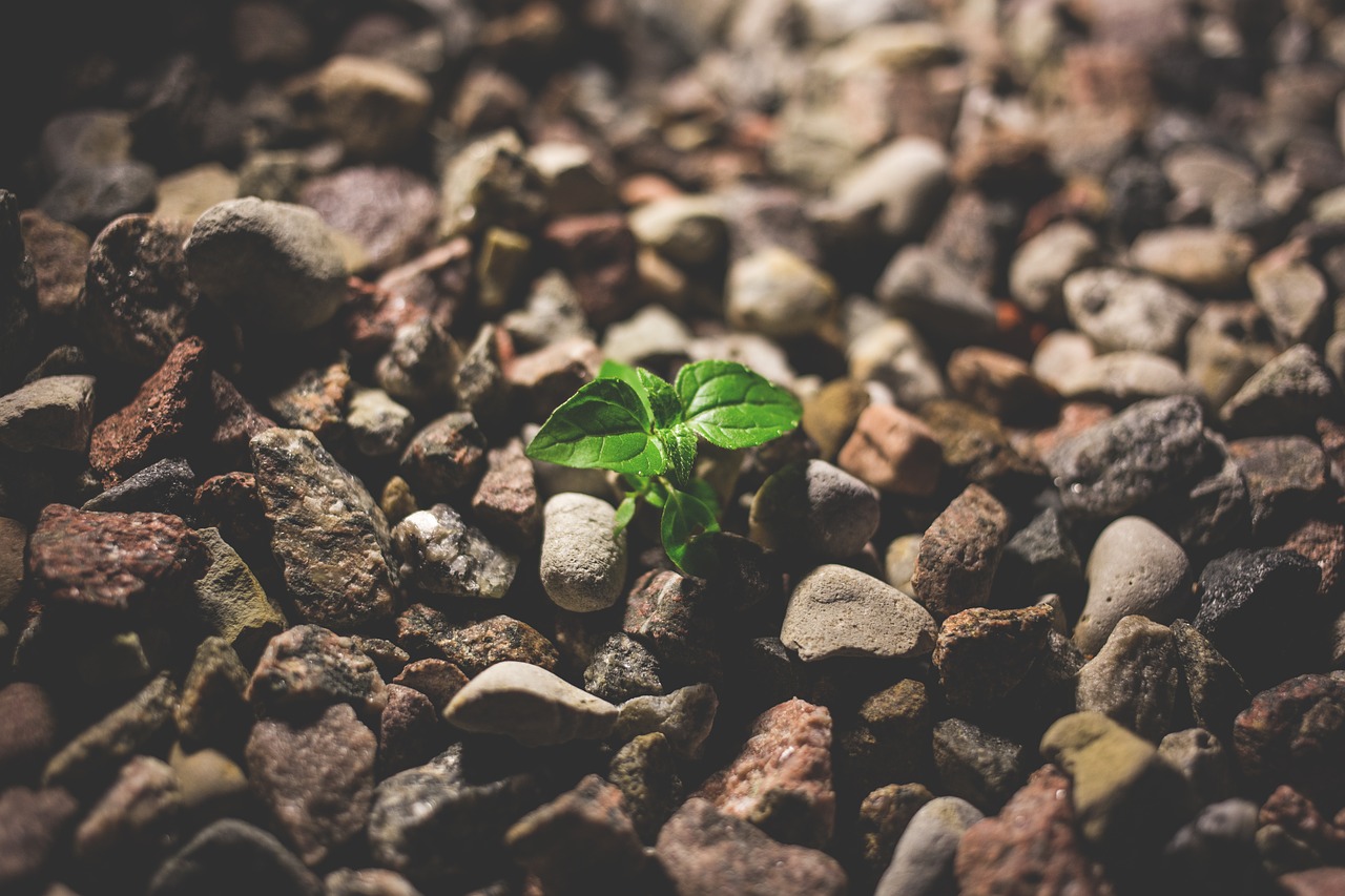 Image - little nature plant rocks sprout