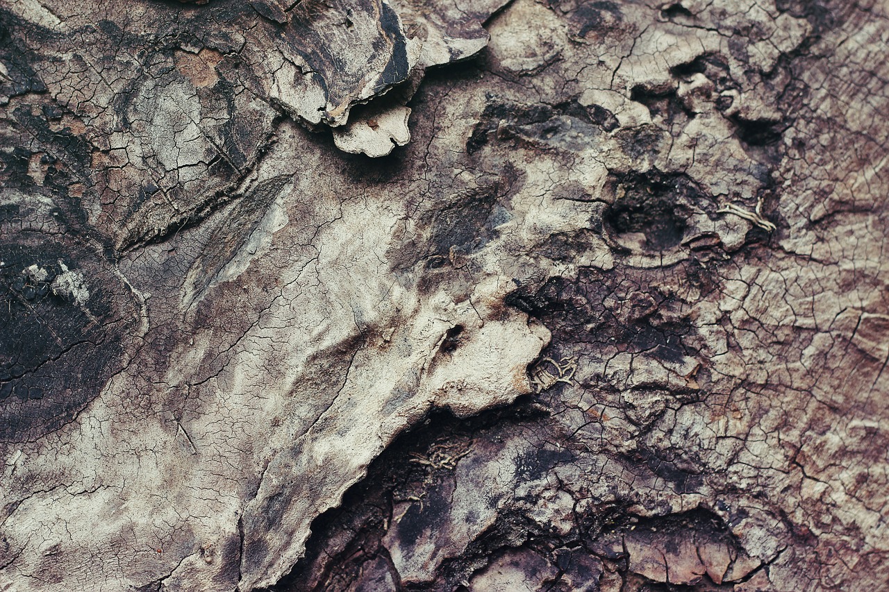 Image - forest nature texture wood