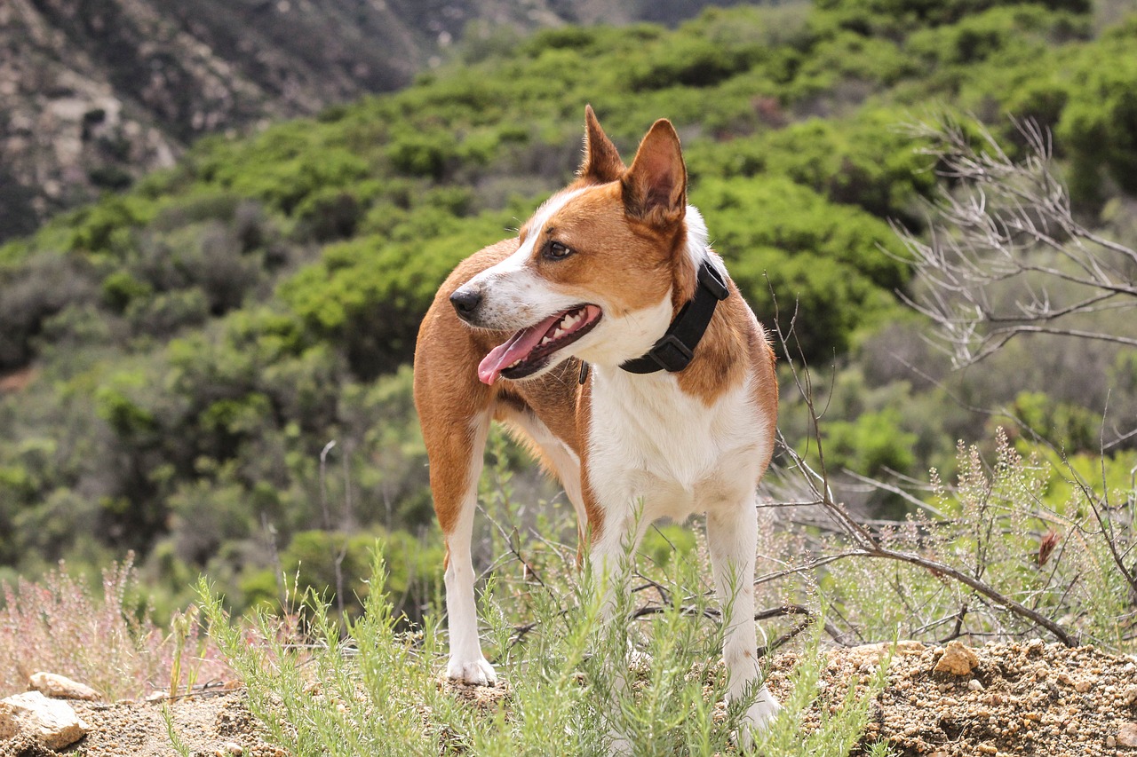 Image - california cattle dog cute dog