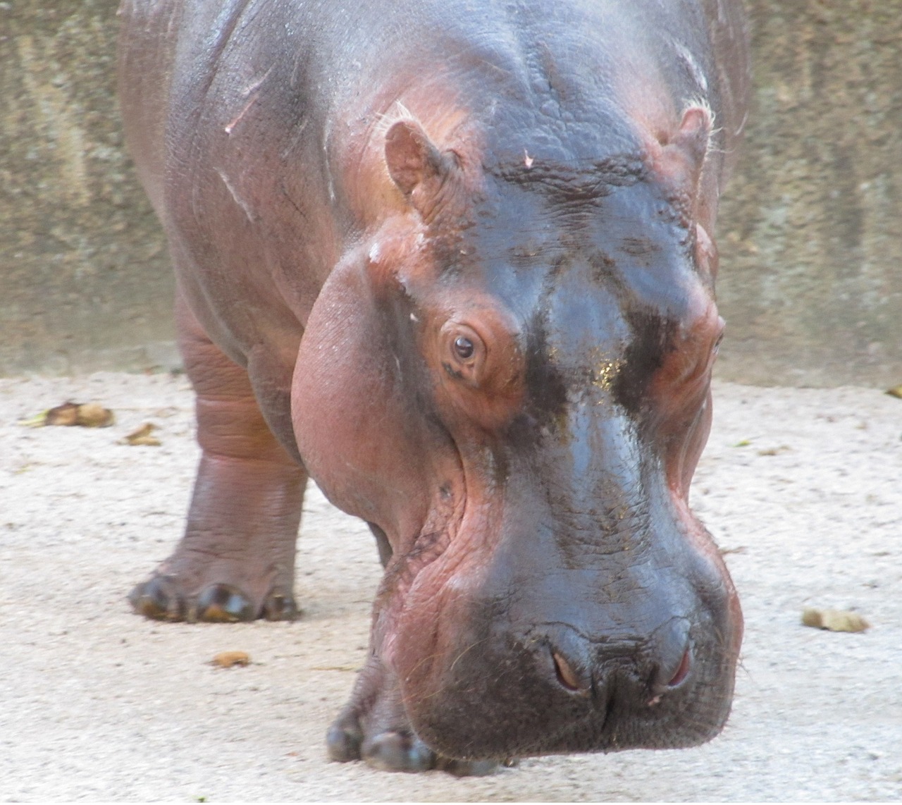 Image - hippopotamus hippo portrait stare