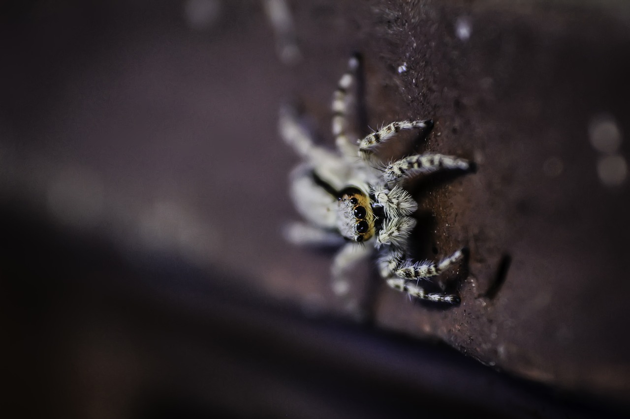 Image - animal arachnid creepy little