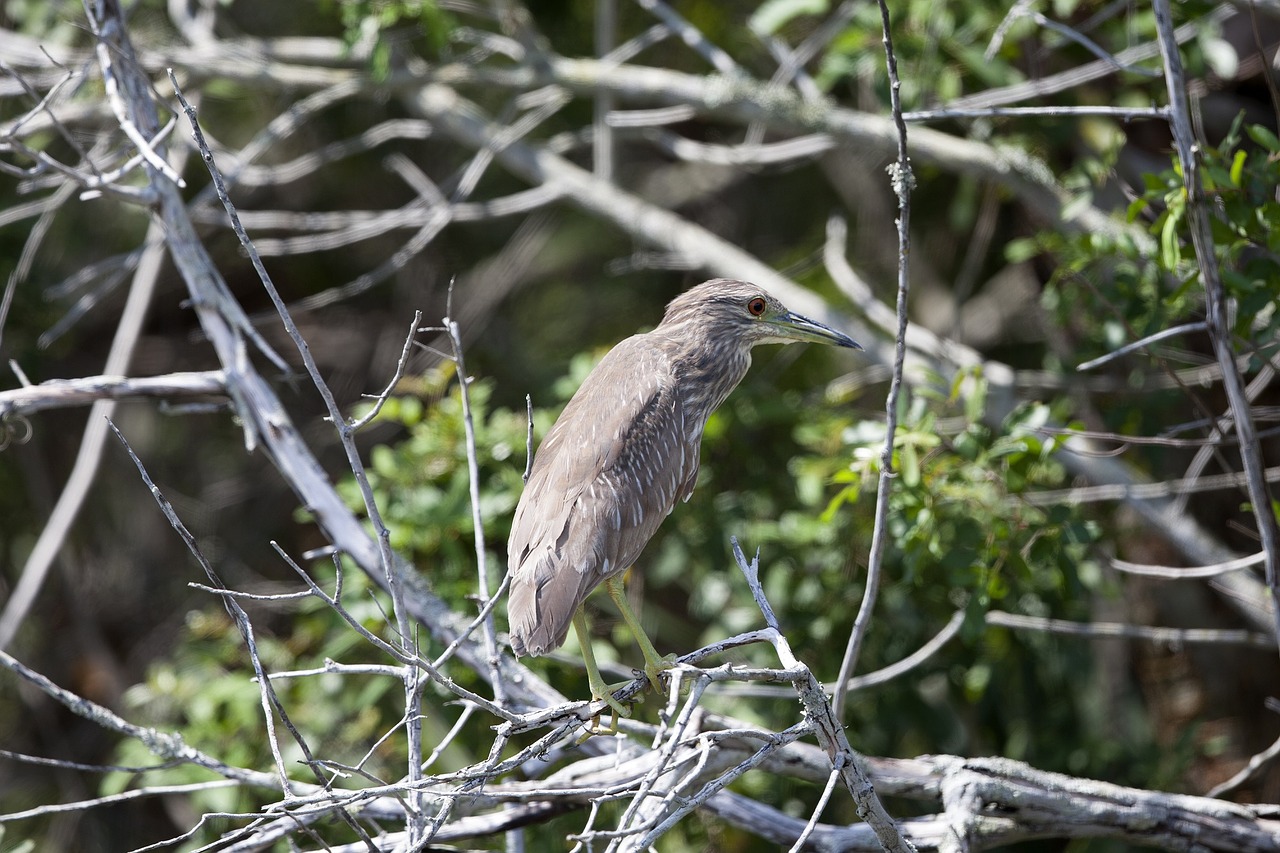 Image - black crowned night heron wildlife