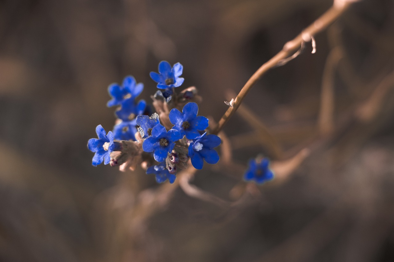 Image - beautiful bloom blooming blossom