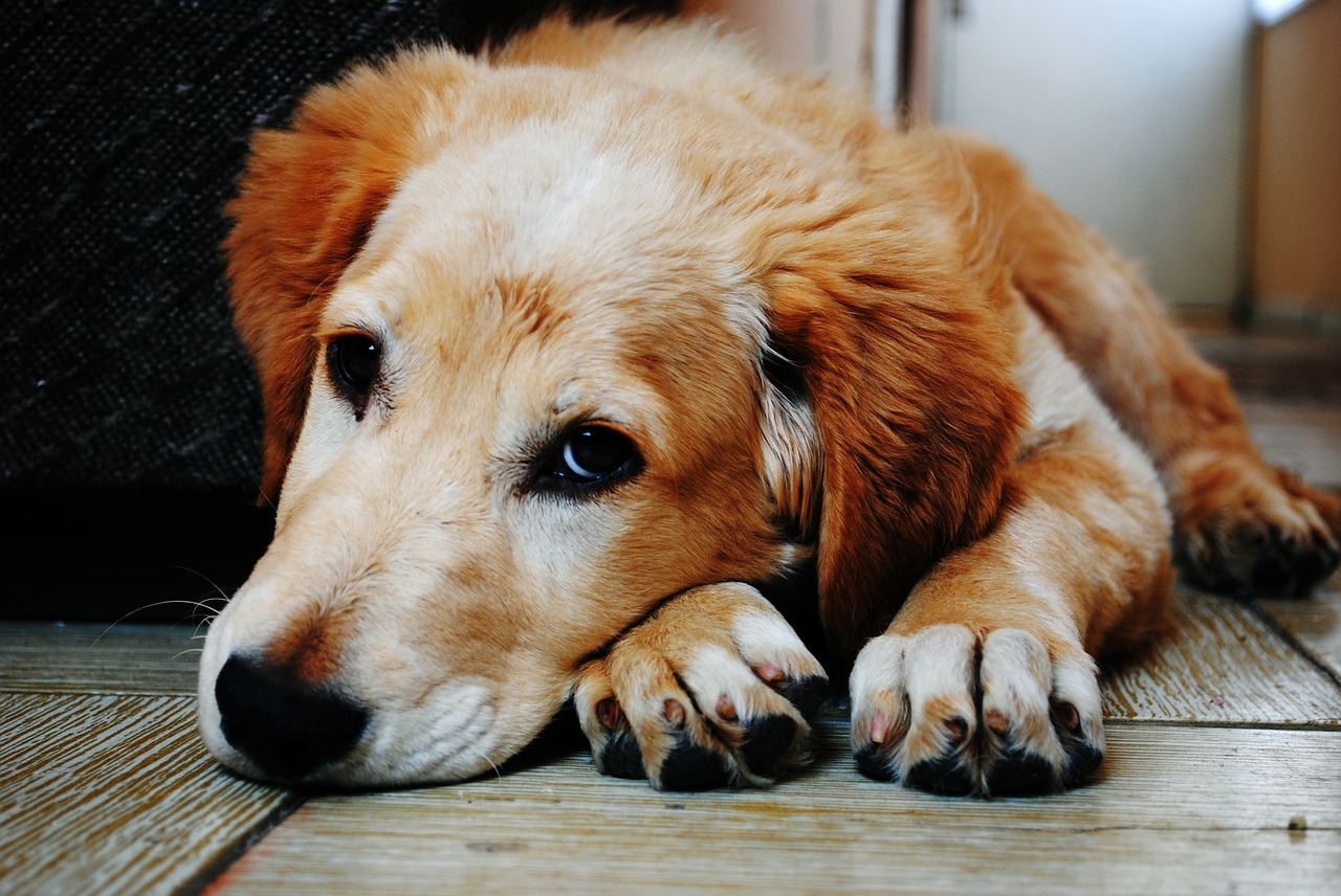 Image - adorable animal canine cute dog