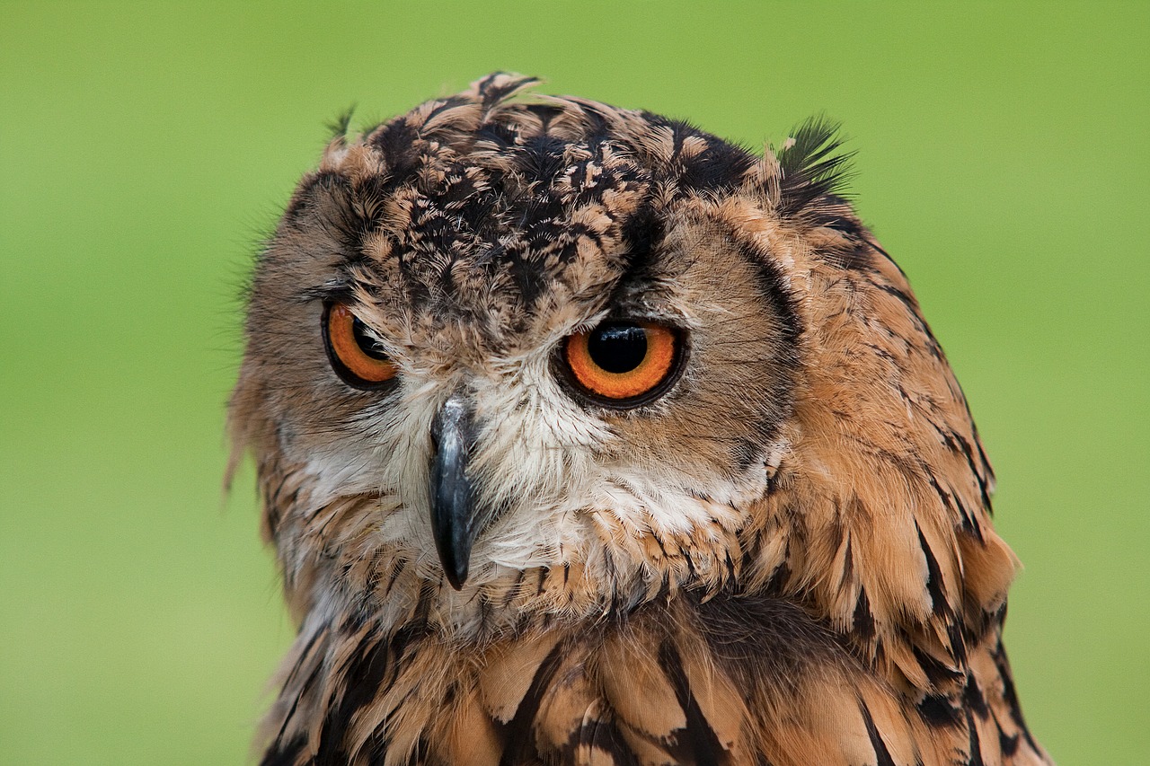 Image - animal animal photography beak bird