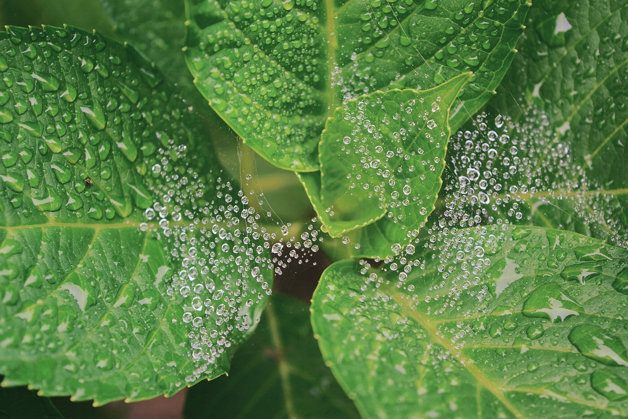 Image - dew leaves nature plant spiderweb