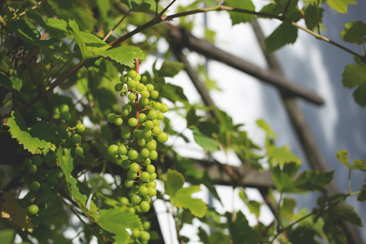 Image - agriculture branch color colorful