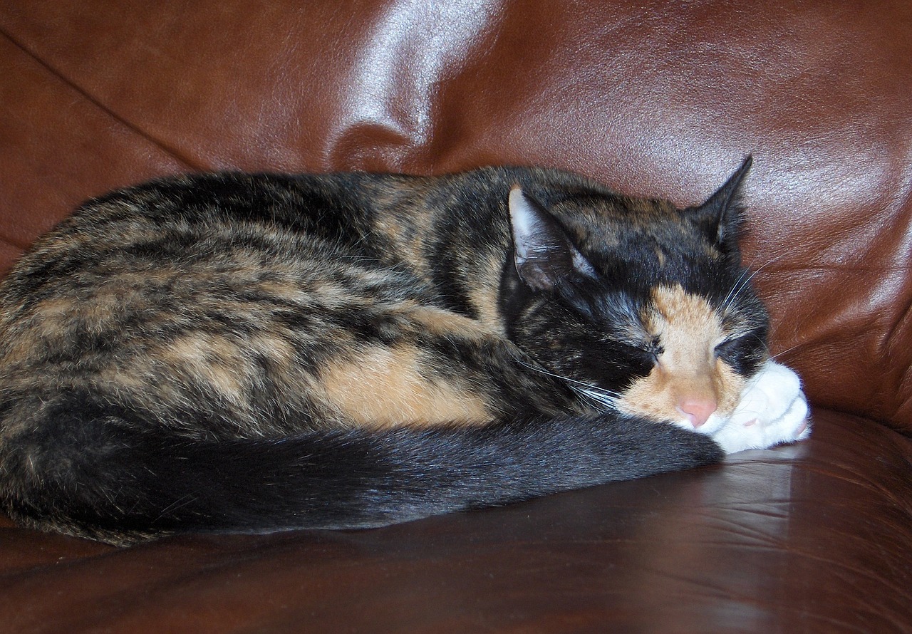 Image - tortoiseshell cat sleeping chair