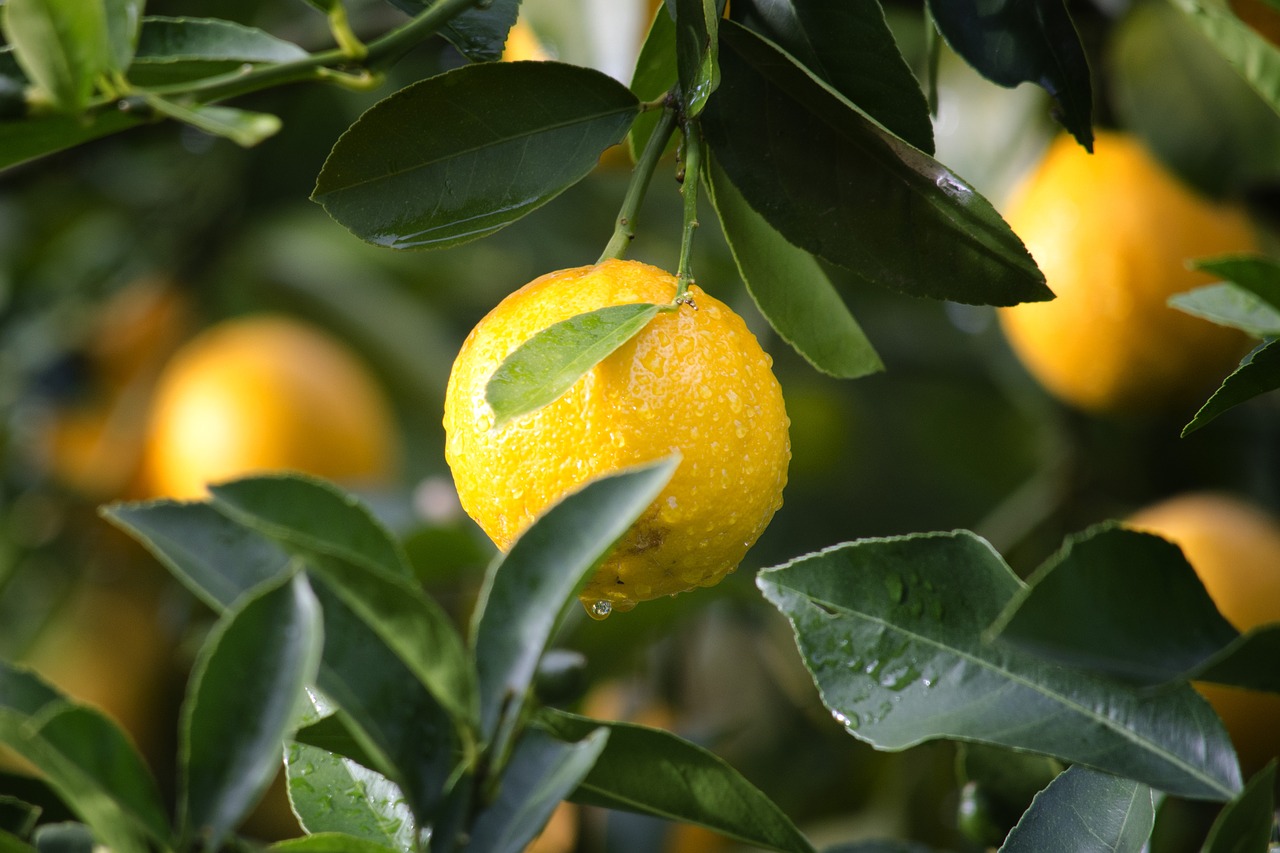 Image - agriculture citrus close up crop