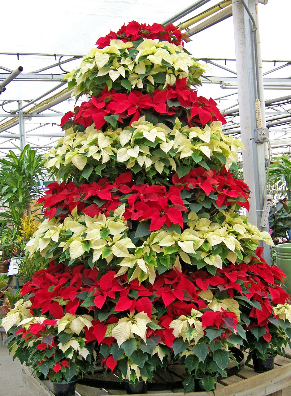 Image - poinsettias flowers christmas xmas