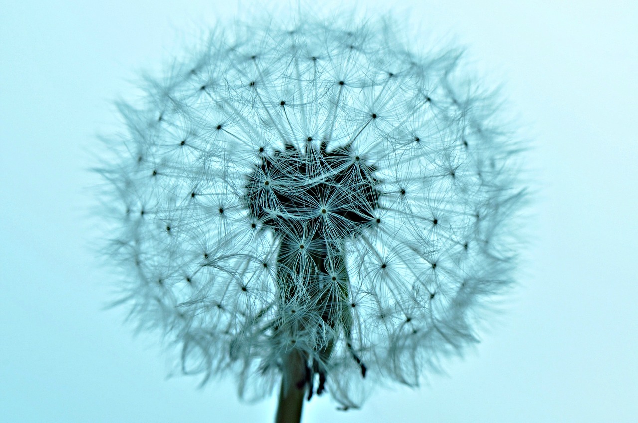 Image - dandelion dandelion puffball fluffy