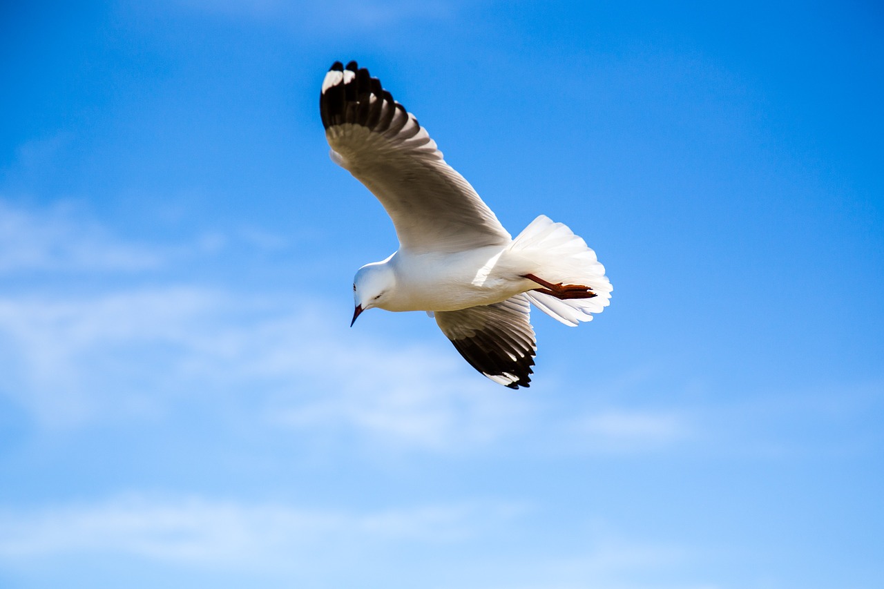 Image - animal avian bird feather flight