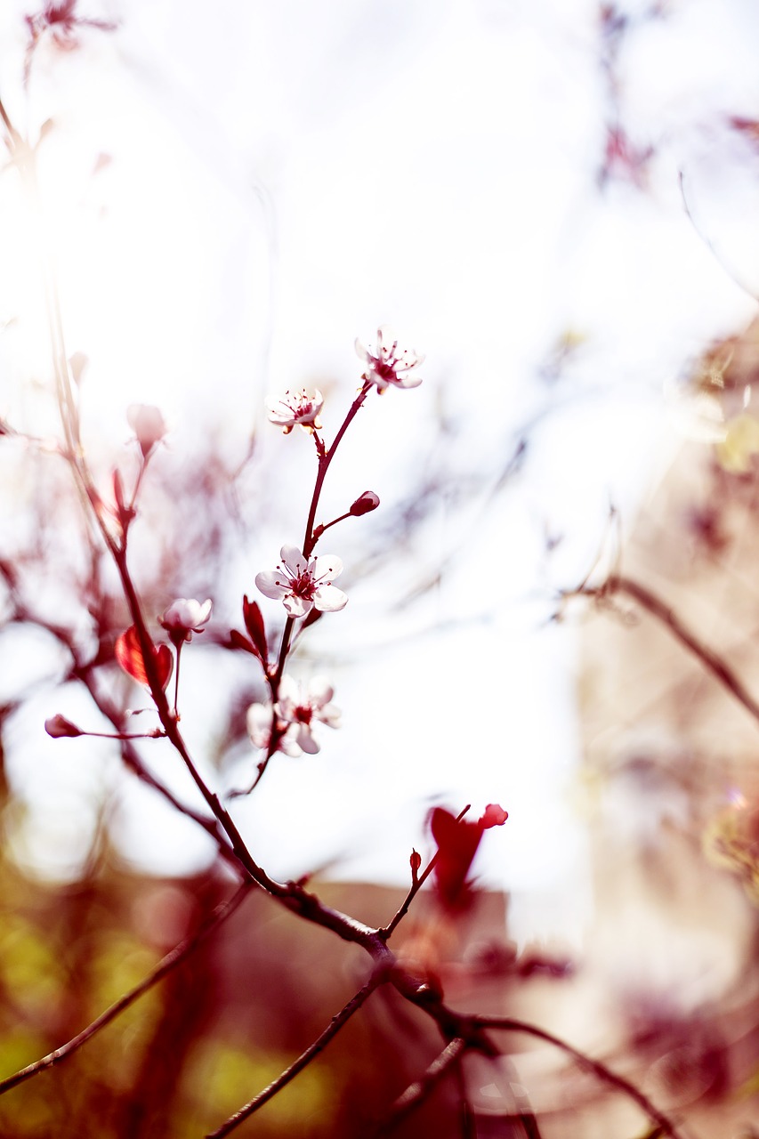 Image - bloom blossom branches flora