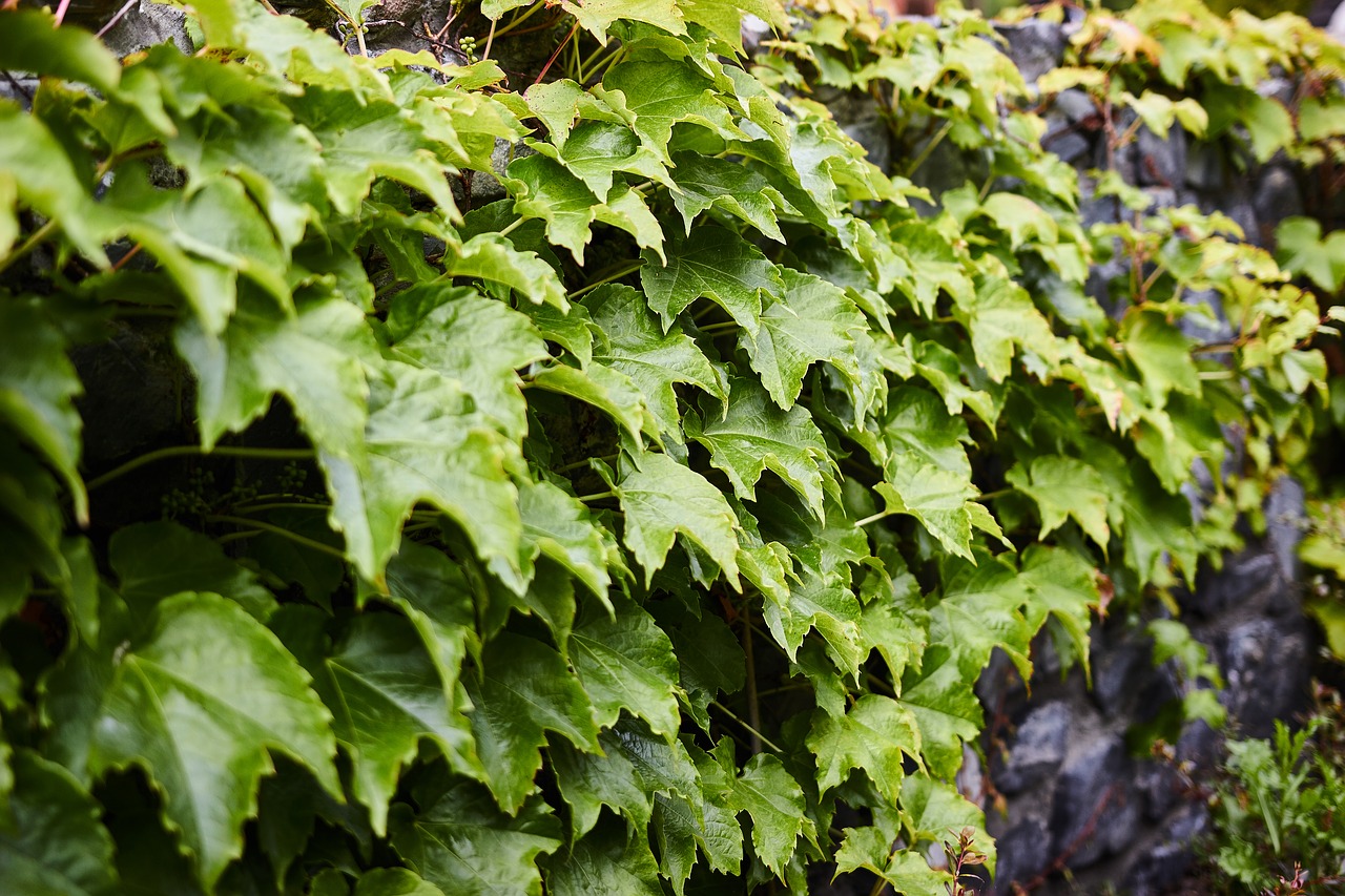 Image - covered flora fresh garden green