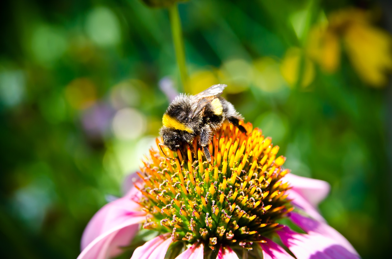 Image - bee bee collectiong pollen bumblebee