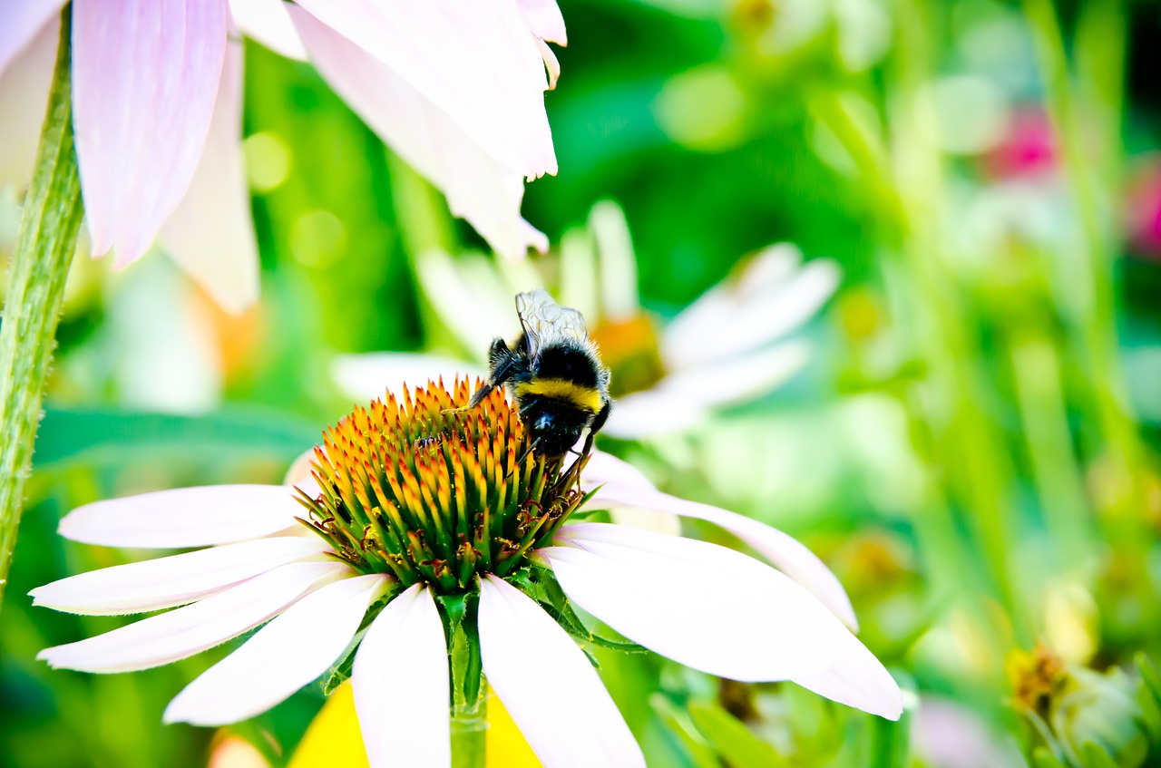 Image - bee bee collectiong pollen bumblebee