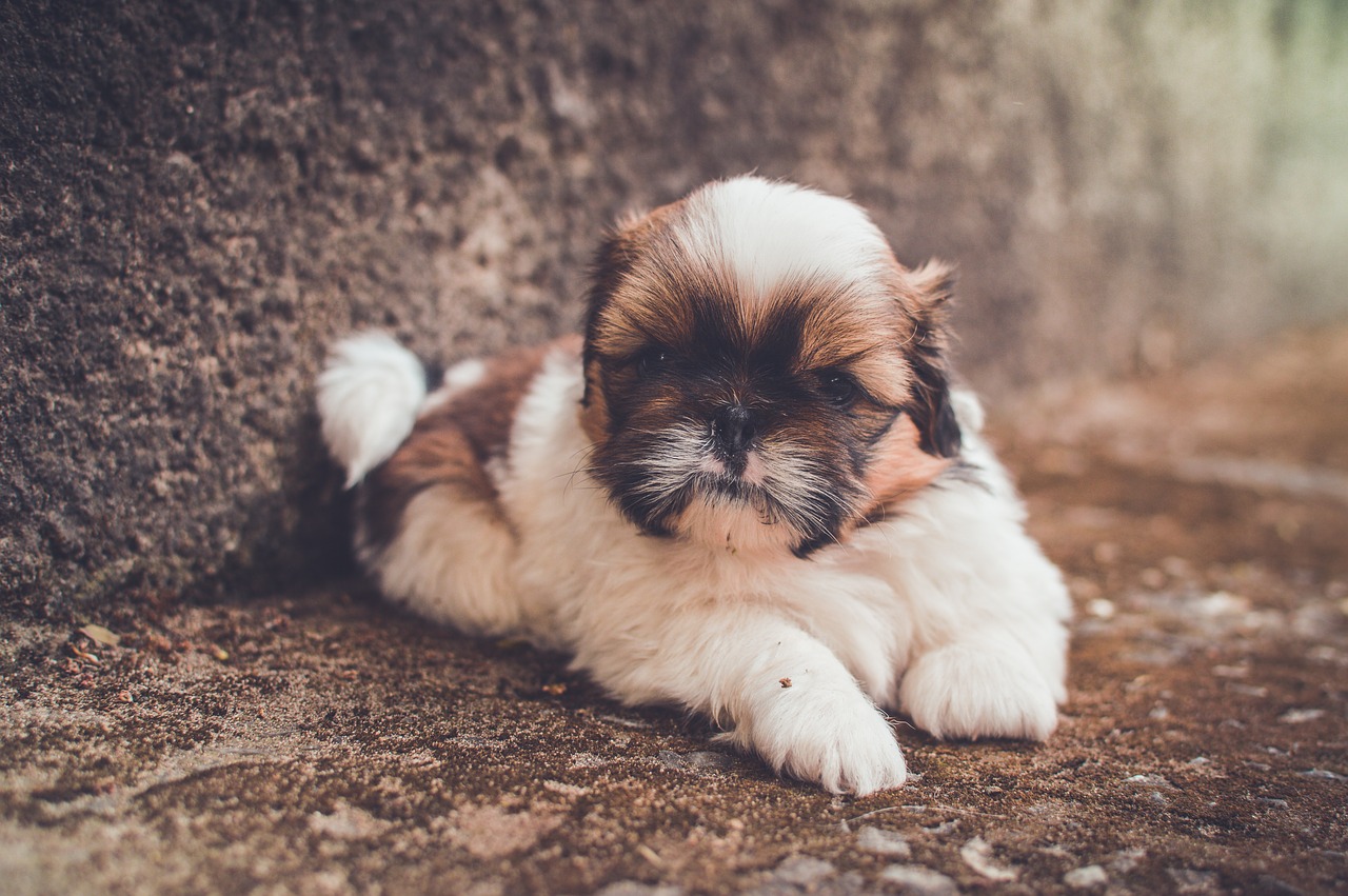 Image - adorable animal close up cute dog