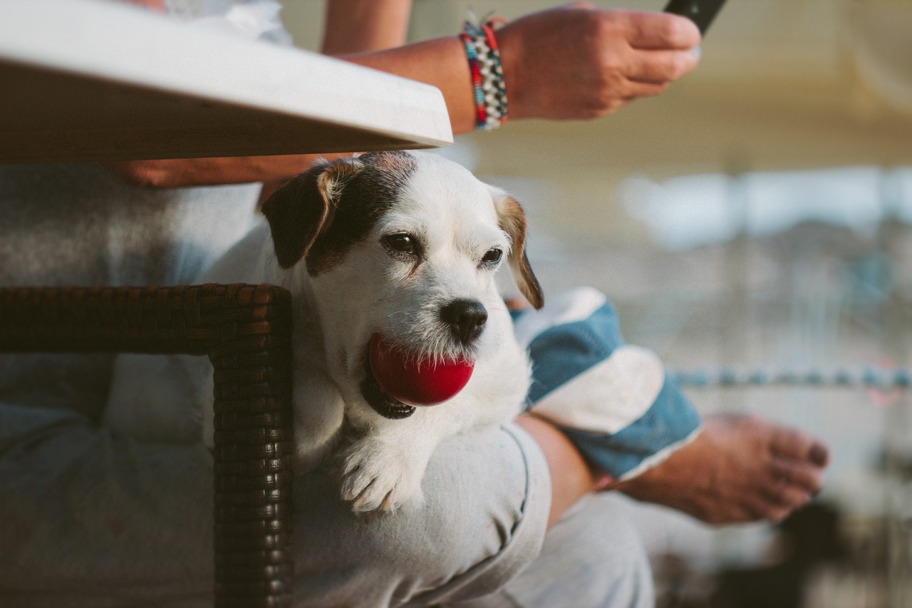 Image - adult ball blur canine colorful