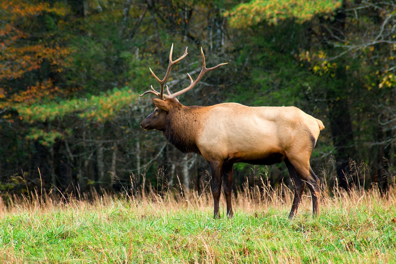 Image - animal antlers buck deer field